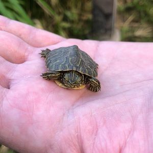 Meet your Posher, Roger